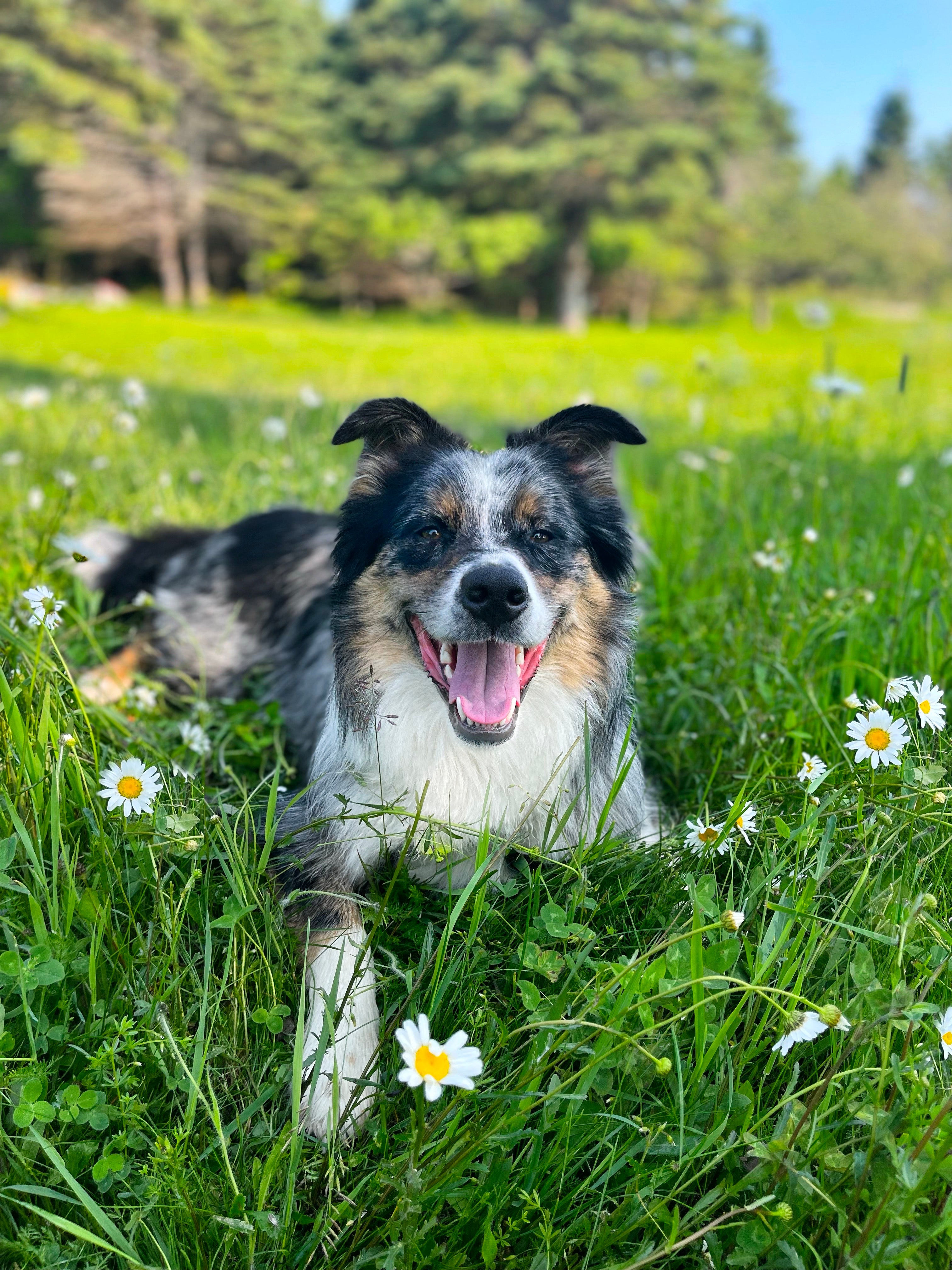 Weston dans l'herbe avec des marguerites