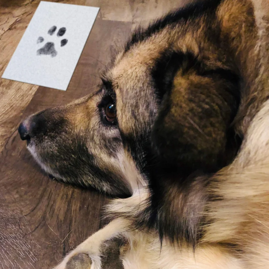 chien couché près d'un papier avec son empreinte