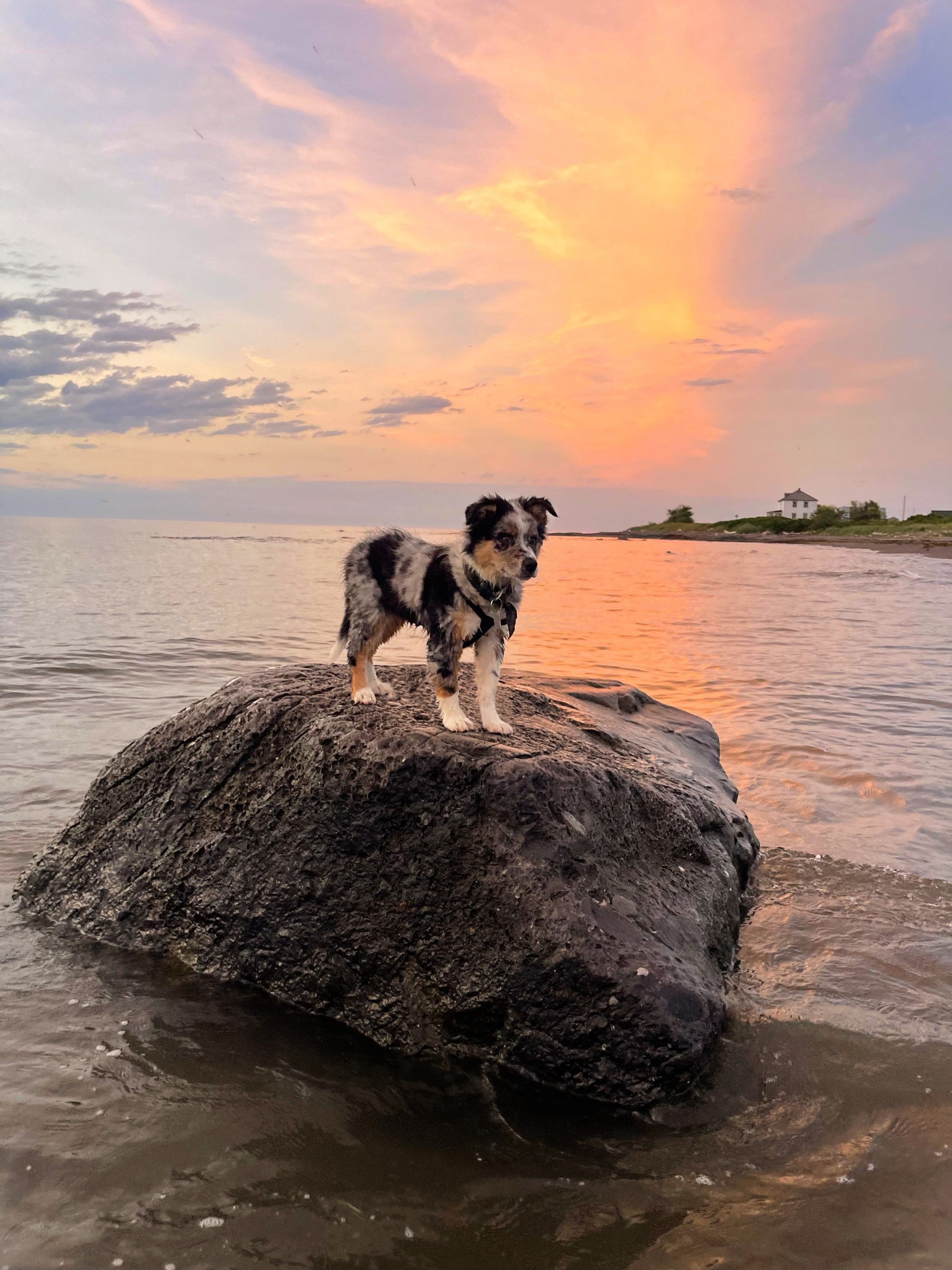 Notre Chiot Weston, berger australien sur la plage au couché de soleil